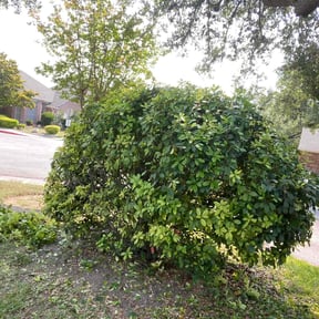 Bush Trimming by A&S Landscaping and Snow Removal reviewed on August 17, 2025