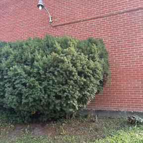 Bush Trimming by Cuts By Chuck reviewed on November 20, 2025