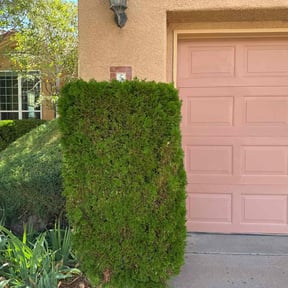 Bush Trimming by All Good Handyman Co. reviewed on May 29, 2025