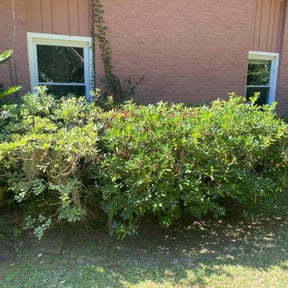 Bush Trimming by 121Successful solutions reviewed on October 18, 2025