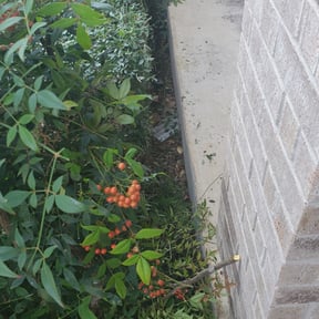 Bush Trimming by Landons Lawn Care reviewed on August 15, 2025