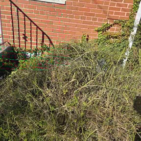 Bush Trimming by Guardian Lawn &amp; Landscape reviewed on November 21, 2025