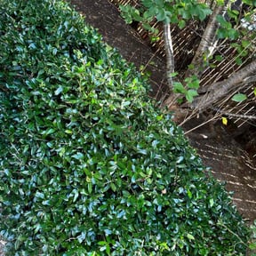 Bush Trimming by Shane Ray reviewed on November 22, 2025