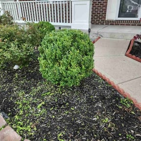 Bush Trimming by K.M.W. Lawn Services & Logistics LLC reviewed on August 19, 2025