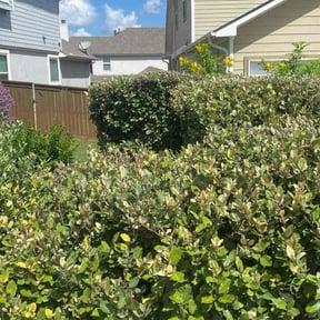 Bush Trimming by NOLA LAWN CARE reviewed on November 21, 2025