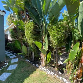 Bush Trimming by The Bush Guys reviewed on November 22, 2025