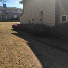 Bush Trimming by Blue Diamond Cleaning Services reviewed on August 16, 2025