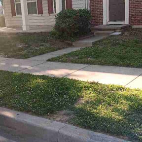 Bush Trimming by Lindsey's Lawn Care reviewed on June 8, 2026