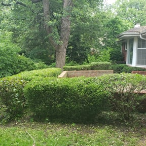 Bush Trimming by Verde Lawn and Property Management reviewed on August 17, 2025
