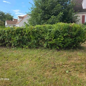 Bush Trimming by Precise Lines Lawn Care reviewed on October 18, 2025