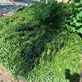 Bush Trimming by All Glory to God Landscaping LLC reviewed on July 11, 2026
