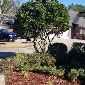 Bush Trimming by Livery Services LTD, llc reviewed on August 15, 2025