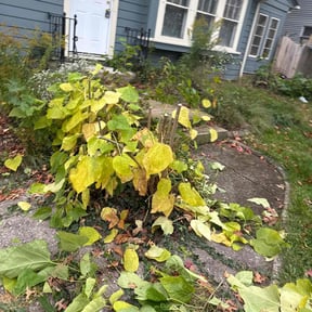 Bush Trimming by Verde Garden LLC. reviewed on November 21, 2025