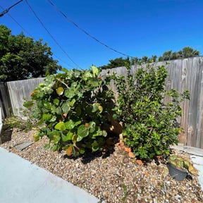 Bush Trimming by WEFIXITALLSERVICES reviewed on August 21, 2025