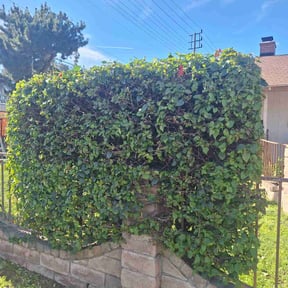 Bush Trimming by DS Pro Landscaping &amp; More Inc reviewed on February 24, 2026