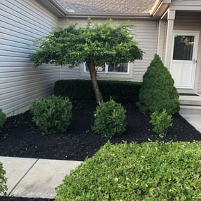 Bush Trimming by AWWsome lawncare and Landscaping llc reviewed on August 16, 2025