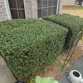 Bush Trimming by Tim King reviewed on April 7, 2026