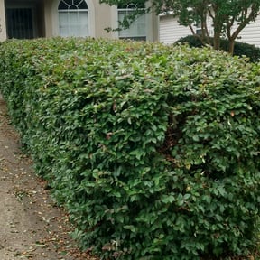 Bush Trimming by Beast Mode Lawn Care LLC reviewed on August 18, 2025