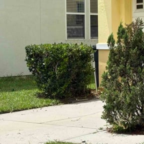 Bush Trimming by Blue Star Landscaping LLC reviewed on June 4, 2026
