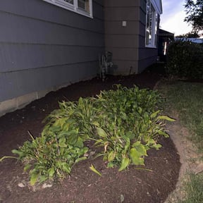 Bush Trimming by Bennett&#039;s landscaping reviewed on October 23, 2025