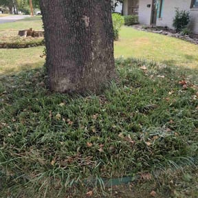 Flower Bed Weeding by Eden Garden &amp; Lawn Care reviewed on August 29, 2026