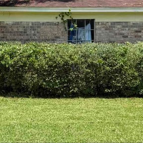 Bush Trimming by Quality trimmings reviewed on August 27, 2026