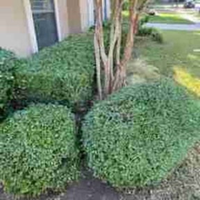Bush Trimming by RTH Lawn Service & Landscaping LLC reviewed on August 18, 2025
