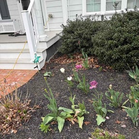 Leaf Removal by True Grit Turf reviewed on May 3, 2026