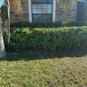 Bush Trimming by YardPro reviewed on May 3, 2025