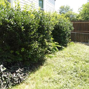 Bush Trimming by Garfield Lawn Care reviewed on July 10, 2026