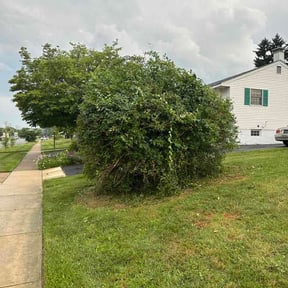 Bush Trimming by Skinny Manns Hauling, Lawn &amp; Handyman Services LLC reviewed on June 22, 2026