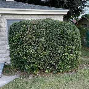 Bush Trimming by Bo&#039;s lawn care reviewed on April 2, 2024