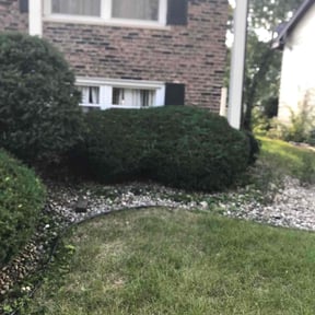 Bush Trimming by Davino Handy Services reviewed on August 18, 2025