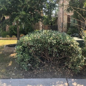 Bush Trimming by R+Care Lawn Services reviewed on August 19, 2025