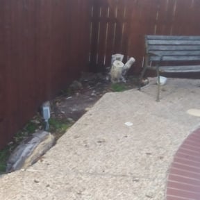 Leaf Removal by T&#039;s Mowing reviewed on September 16, 2025