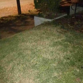 Bush Trimming by Terry Collins reviewed on June 1, 2022