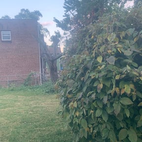 Bush Trimming by Patton Lawn Care reviewed on August 18, 2025