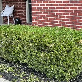 Bush Trimming by Lowcountry yard maintaince reviewed on August 18, 2025