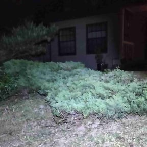Bush Trimming by Kris's lawn care reviewed on August 15, 2025