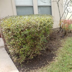 Bush Trimming by Pooh's Lawn Care & Home Improvements reviewed on August 19, 2025