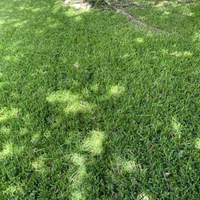 landscape maintenance by Bo Mows reviewed on August 15, 2025