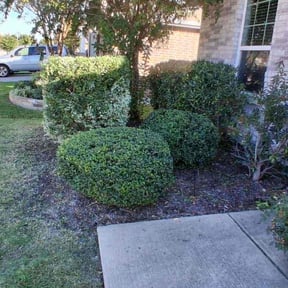 Bush Trimming by Isaiah&#039;s Custom Cutz reviewed on July 18, 2021