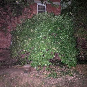 Bush Trimming by Crowder's lawn care reviewed on October 24, 2025