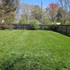 yard care by Pristine Lawns, LLC reviewed on July 8, 2025