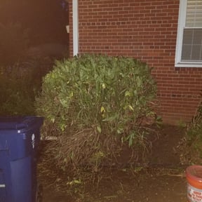 Bush Trimming by AMERICA'S BEST LAWN SERVICE LLC reviewed on February 17, 2026