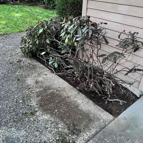 Bush Trimming by Mr.Carter's Landscaping reviewed on August 18, 2025