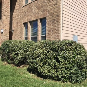Bush Trimming by Aurora's Dream Lawn Creations reviewed on August 20, 2025