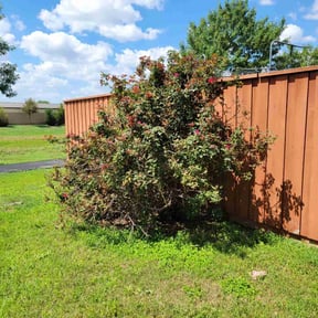 Bush Trimming by Dallas Enterprise LLC Lawn Care Services reviewed on August 17, 2025