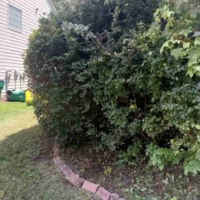 Bush Trimming by Copper State Lawn & Landscape LLC reviewed on August 19, 2025
