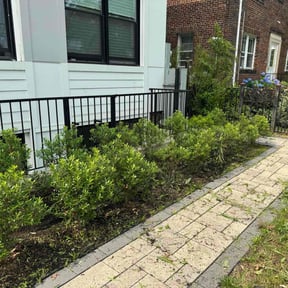Flower Bed Weeding by Leonardo castro reviewed on August 15, 2025